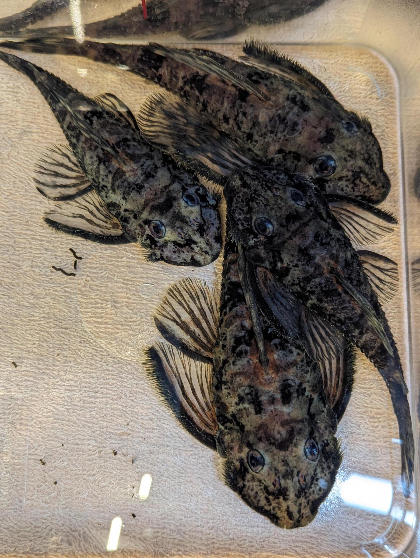 Buy L168 Butterfly Pleco online in Australia Point Pleco Aquariums